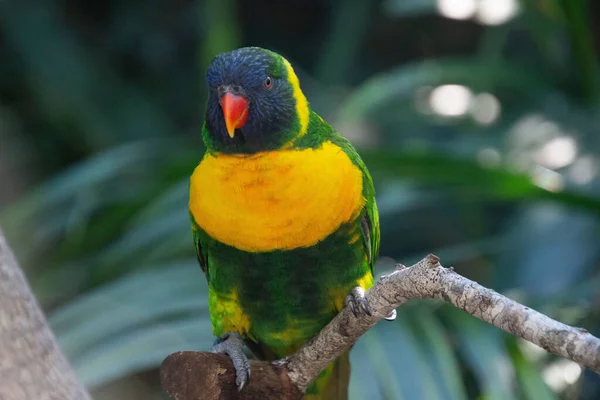 Närbild Bild Vacker Fågel Papegoja Grenen — Stockfoto