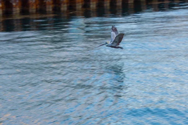 Mewa Latająca Morzu — Zdjęcie stockowe