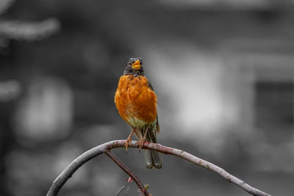 Röd Robin Ett Träd — Stockfoto