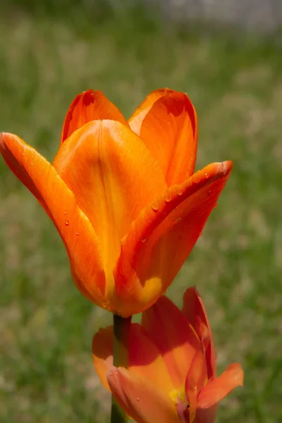 Оранжевые Цветы Зеленой Траве — стоковое фото