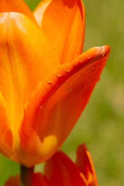 Pomarańczowy Kwiat Tulipana Zielonej Trawie — Zdjęcie stockowe