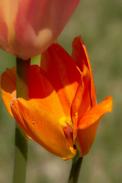 Oranžové Tulipány Květiny Zelené Trávě — Stock fotografie