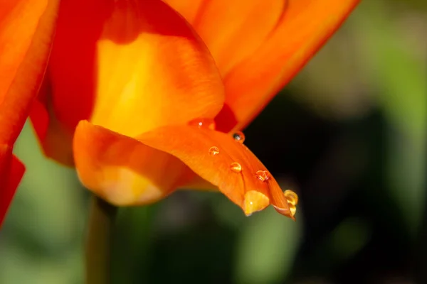 Fiore Tulipano Arancione Erba Verde — Foto Stock
