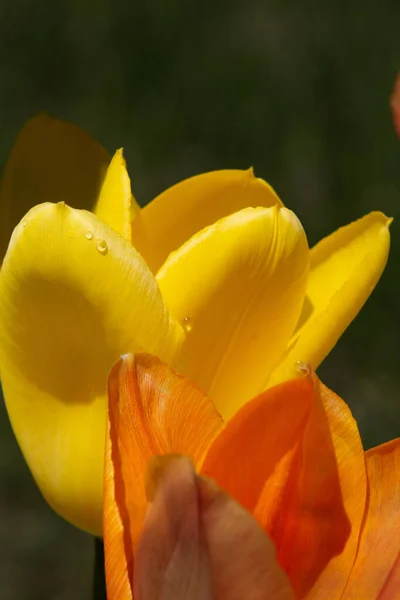 Tulipani Gialli Arancioni Giardino — Foto Stock