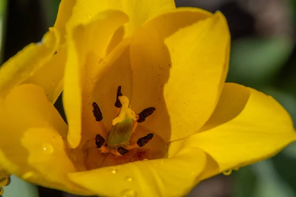 Желтый Тюльпан Саду — стоковое фото
