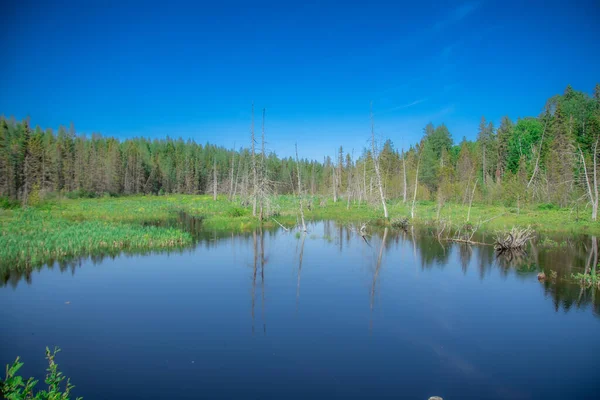 森の水面に映る美しい湖 — ストック写真