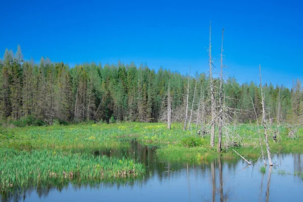 木々や青空に囲まれた森の美しいショット — ストック写真