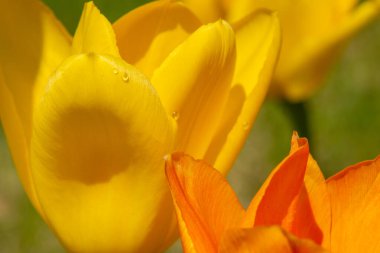 Bahçedeki güzel çiçekler