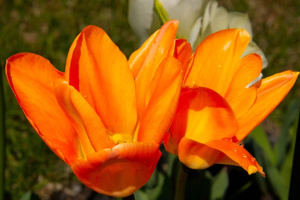 Orangefarbene Tulpen Auf Grünem Gras — Stockfoto