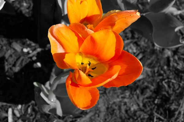 Orange Tulips Flowers Green Grass — Stock Photo, Image