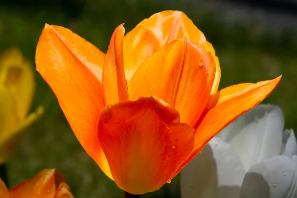 Narancs Tulipán Virág Zöld — Stock Fotó