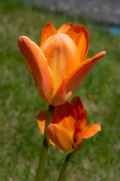 Orange Tulips Flowers Green Grass — Stock Photo, Image
