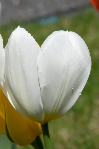 Flor Tulipa Branca Jardim — Fotografia de Stock
