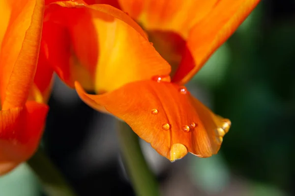 Pomarańczowy Kwiat Tulipana Zielonej Trawie — Zdjęcie stockowe