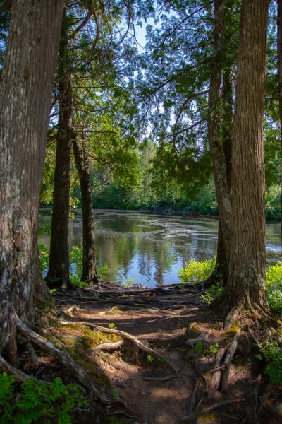 stock image a small lake in the middle of the forest.