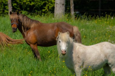 Çayırdaki güzel atların portresi. 