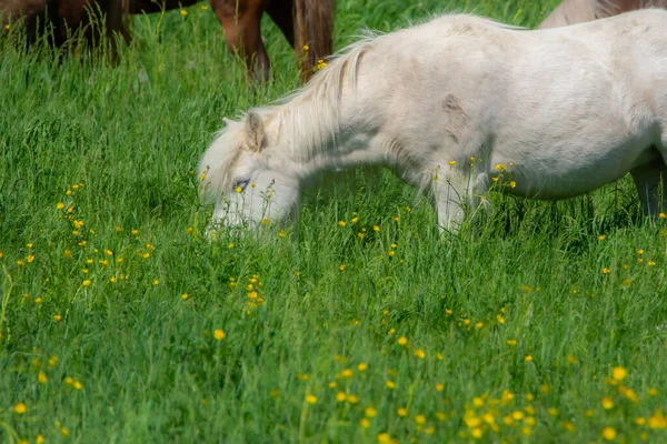 Belo Cavalo Branco Pastando Prado Verde — Fotografia de Stock