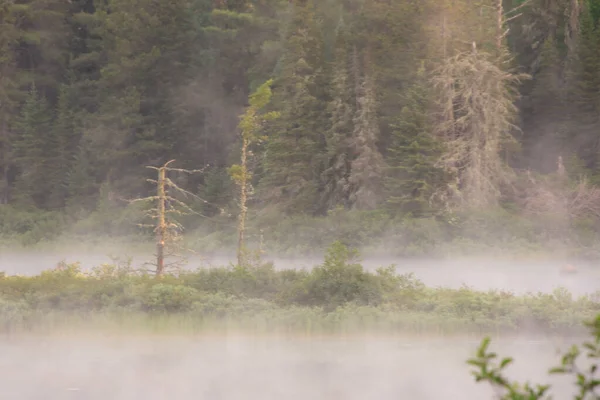 森の中の霧朝の霧自然 — ストック写真