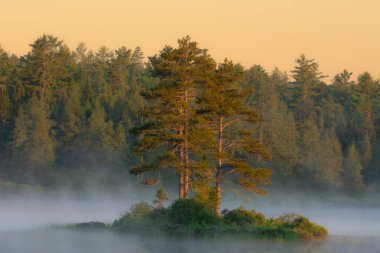 Morning Shot Of Mastigouche Wildlife Reserve in Fog clipart