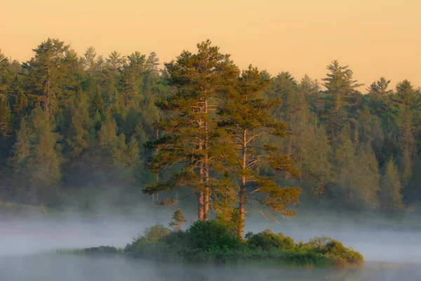 Утренняя Съемка Заповедника Дикой Природы Мастигуш Тумане — стоковое фото