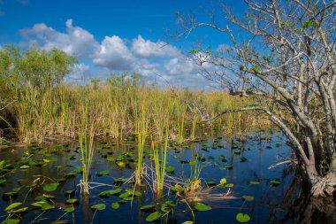 Güzel göl ve ağaçların gündüz çekimi
