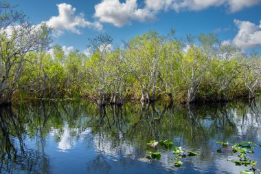 Güzel göl ve ağaçların gündüz çekimi