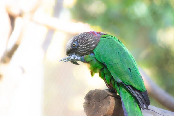 Крупним Планом Знімок Папуги Природі — стокове фото