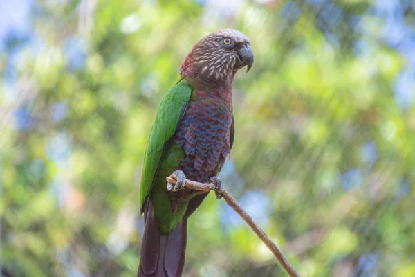Vista Próxima Belo Papagaio Zoológico — Fotografia de Stock