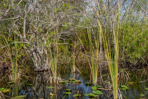 Naturaleza Del Parque Nacional Eeverglades Florida — Foto de Stock