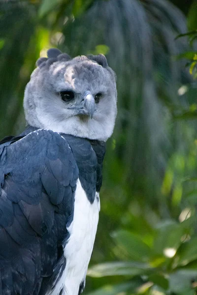 Portrait Rapproché Harpy Eagle Repos Sur Une Branche — Photo