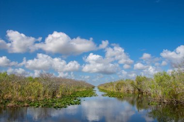 Eeverglades Ulusal Parkı, Florida, ABD.