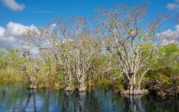 Nature of Eeverglades national park, Florida, usa.