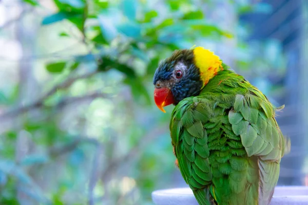 Close Vista Pequeno Papagaio Bonito Descansando Ramo — Fotografia de Stock