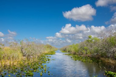 Eeverglades Ulusal Parkı, Florida, ABD.