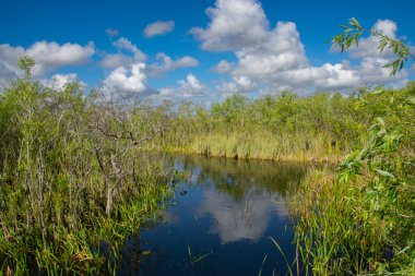Eeverglades Ulusal Parkı, Florida, ABD.