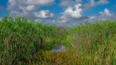 Eeverglades Ulusal Parkı, Florida, ABD.
