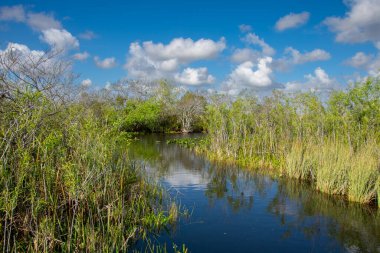 Eeverglades Ulusal Parkı, Florida, ABD.