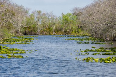 Eeverglades Ulusal Parkı, Florida, ABD.
