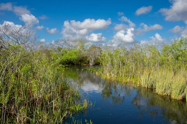 Nature of Eeverglades national park, Florida, usa.