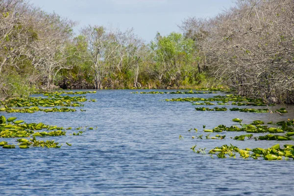 Nature Eeverglades National Park Florida Usa Royalty Free Stock Images
