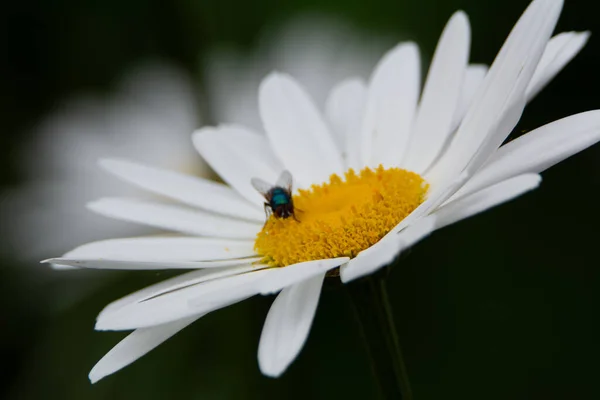 Sinekli Beyaz Çiçekler Yakın Görüş — Stok fotoğraf