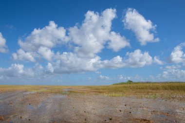 Eeverglades Ulusal Parkı, Florida, ABD.