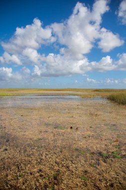 Eeverglades Ulusal Parkı, Florida, ABD.