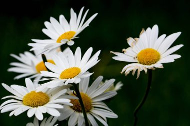 Yazın papatya çiçekleri, kapat manzarayı