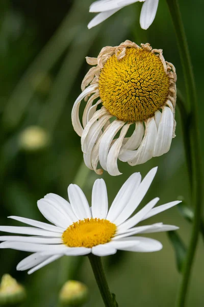 Tusensköna Blommor Sommaren Närbild — Stockfoto