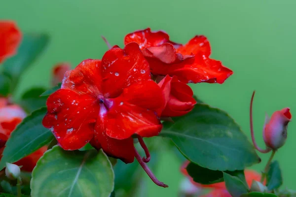 Bahçedeki Pembe Çiçekleri Yakından Çek — Stok fotoğraf