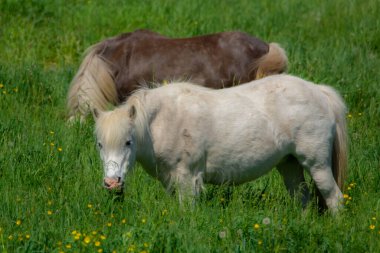 Kahverengi ve beyaz atlar otlakta