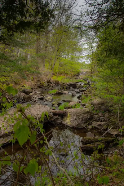 Hermoso Río Bosque Canadiense Provincia Quebec —  Fotos de Stock
