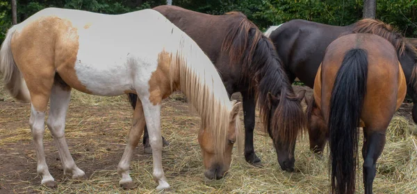 Cavalos Uma Fazenda Canadense Província Quebec — Fotografia de Stock