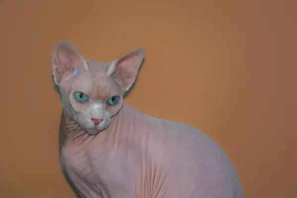 Mooi Exemplaar Van Een Sfinx Kat Die Trots Poseert Het — Stockfoto